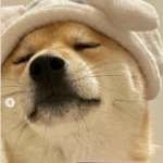 喵z
